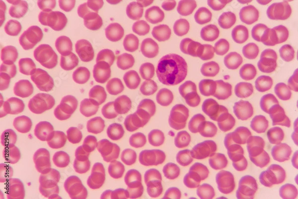 Obraz Normal red blood cells Under the microscope