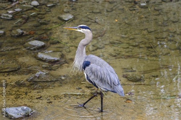 Obraz Blue Heron