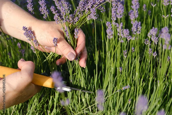 Fototapeta A woman's hand cuts lavender blossoms with secateurs in a lavender field.