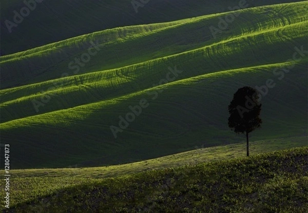 Obraz Alone on the hill