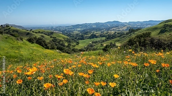 Fototapeta rolling green hills with colorful wildflower fields image