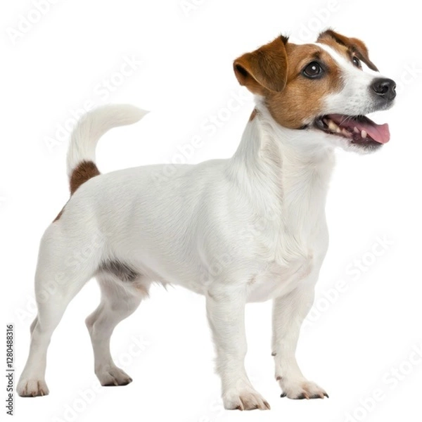 Fototapeta Jack Russell Terrier Small dog standing up with mouth open excited expression playful puppy in a bright outdoor environment