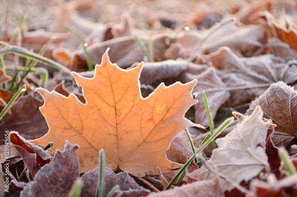 Obraz Sunlight shining through glowing frost covered leaf on the ground on an early Fall morning
