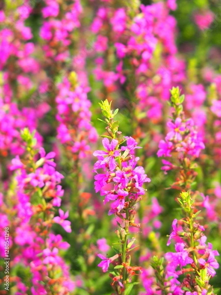 Fototapeta 夏の野原に咲くミソハギの花