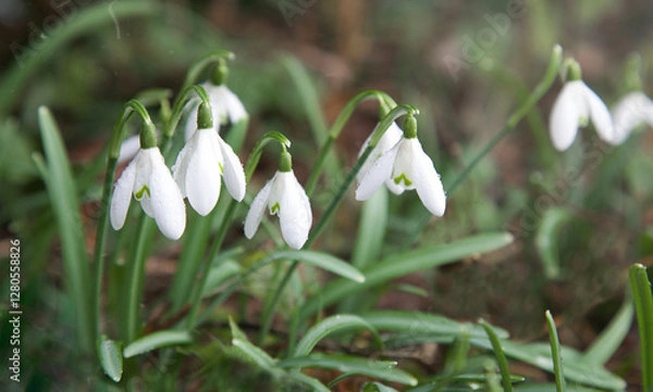 Fototapeta Spring snowdrop close-up. Galanthus nivalis flowers