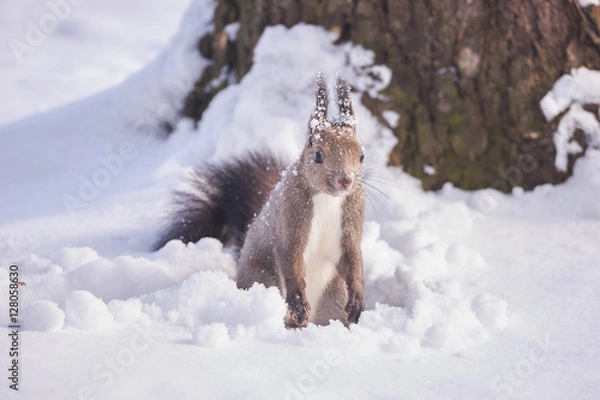 Obraz 神楽岡公園のエゾリス 冬
