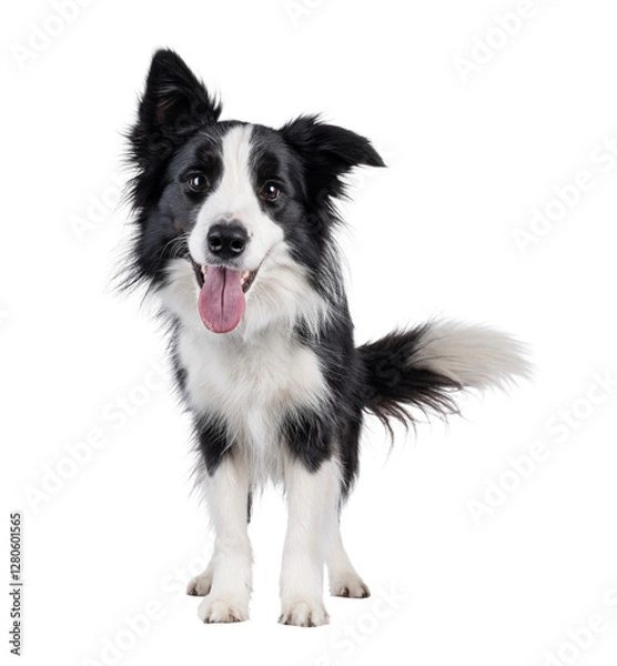 Fototapeta Charismatic typical black and white young adult Border Collie dog, standing up facing front. Looking enthousiastic straight to camera with mouth open panting. Isolated cutout on a transparent backgrou