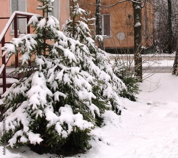 Fototapeta Snowy fir trees in a row