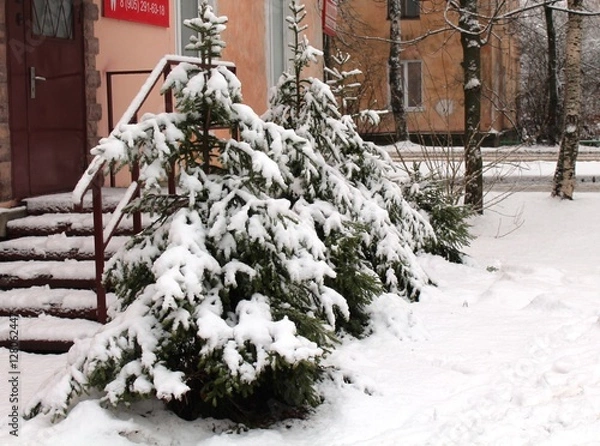 Fototapeta Snowy fir trees in a row