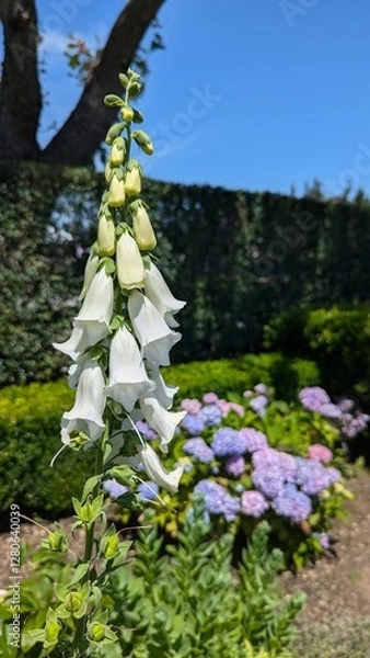 Fototapeta Close-up of white foxgloves in a garden
