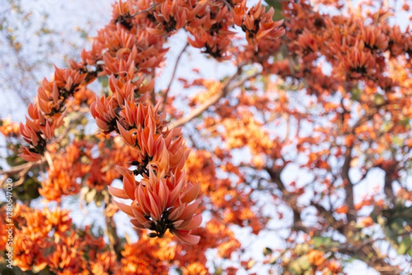 Fototapeta Bright orange flowers of the Flame of the Forest tree in close-up. The flowers are in full bloom. It displays bold and clear colors on a blurred background