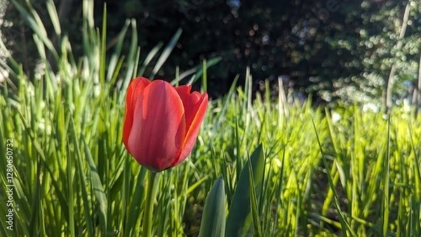Fototapeta Close-up of a red tulip in front of green grass