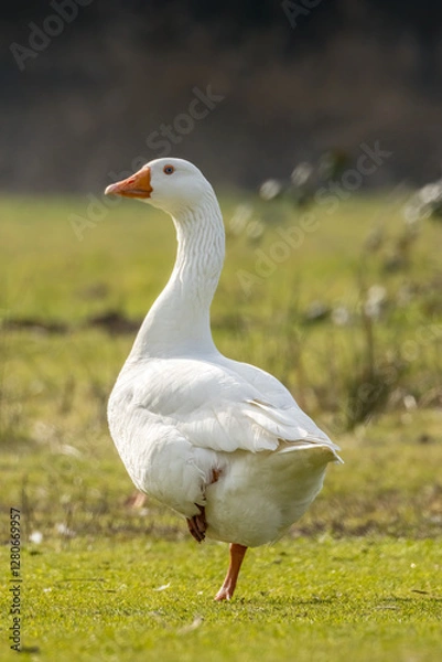 Fototapeta Wild domestic goose standing at a little lake in Bourges in France at a sunny evening in spring.