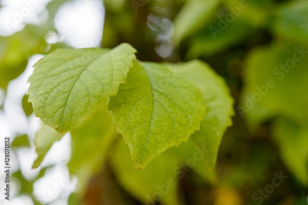 Obraz farbige Blätter