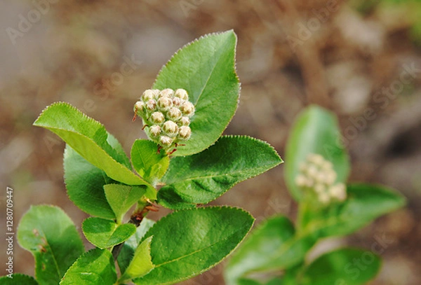 Obraz A sprig of chokeberry with buds