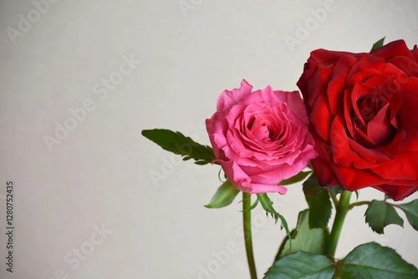 Fototapeta 赤とピンクのばら