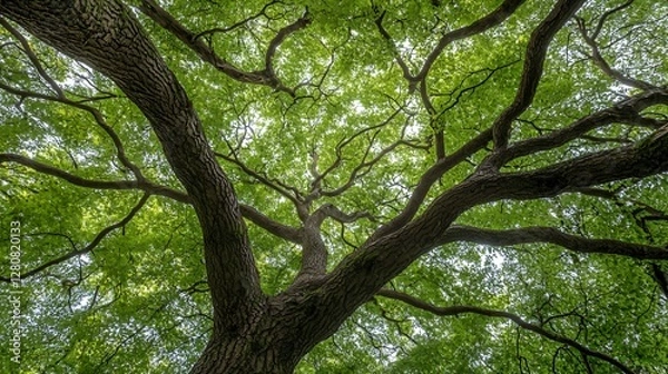 Fototapeta Lush Green Tree Canopy Sunlight Overhead View