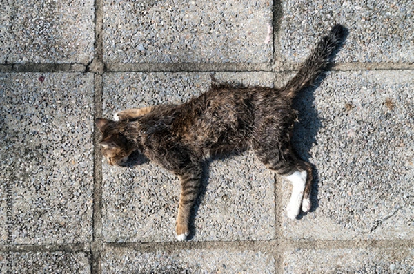 Obraz Dead cat on walkway