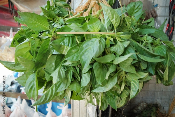 Fototapeta Fresh green basil leaves (daun kemangi) with a vibrant color and aromatic scent, commonly used as a raw side dish (lalap) in vegetarian meals