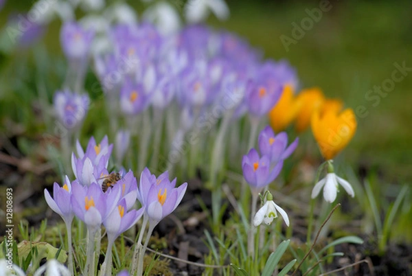 Obraz Krokusse und Schneeglöckchen