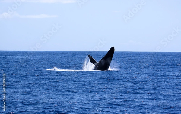 Fototapeta Baleine 