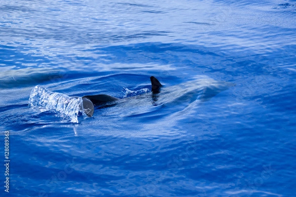 Fototapeta dauphin