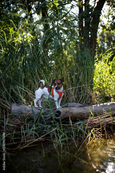 Fototapeta Pies rasy jack russel terier biega i bawi się w wodzie w odblaskowej kamizelce szelkach rozchlapując dookoła wodę