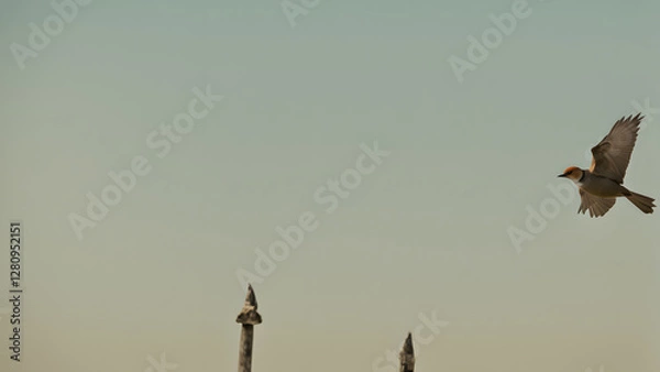 Fototapeta A bird flies in the sky above a tall tower