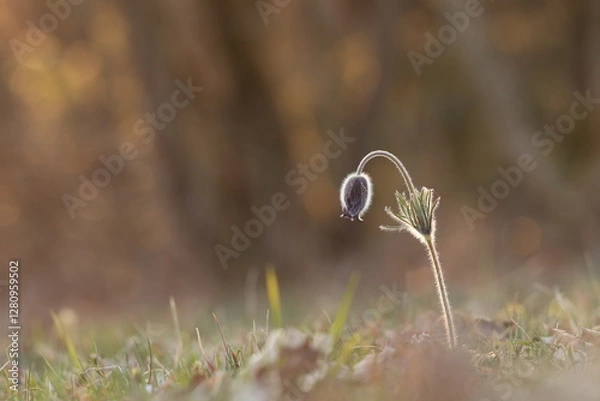 Fototapeta fiori di anemone pulsatilla in primavera