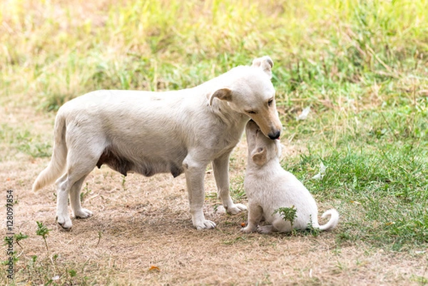 Obraz The puppies and their parents.
