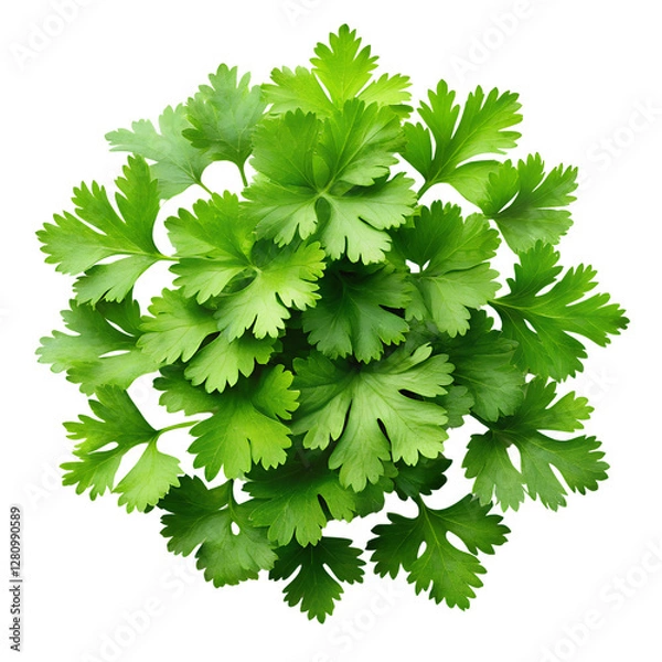 Obraz Fresh, bright green cilantro leaves create a vibrant and healthy culinary herb backdrop. Isolated on a transparent background, PNG.