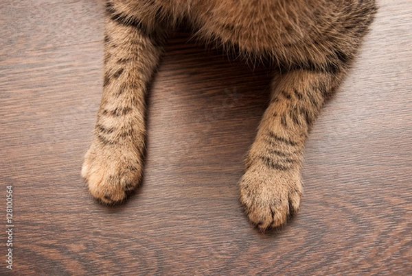 Obraz Two Cat's paws on floor