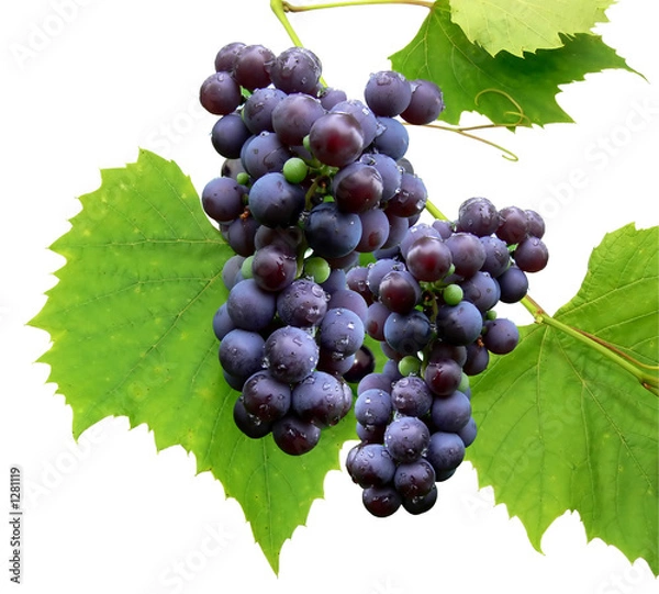 Obraz black grape