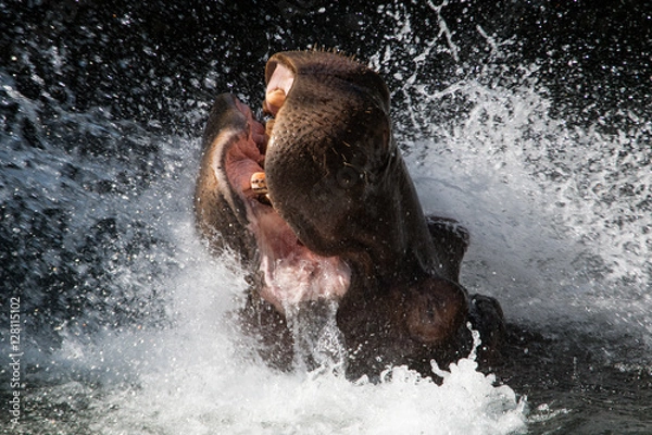 Obraz Splashing Hippo