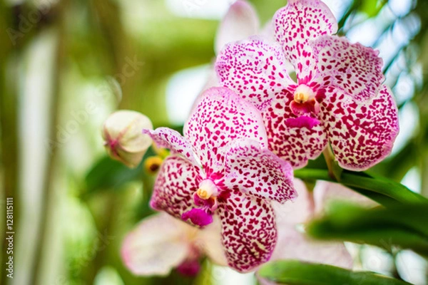 Fototapeta branch of tiger orchid as floral