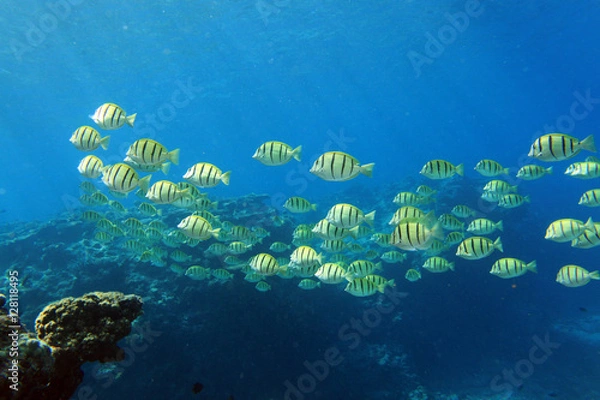 Obraz シマハギのいる海