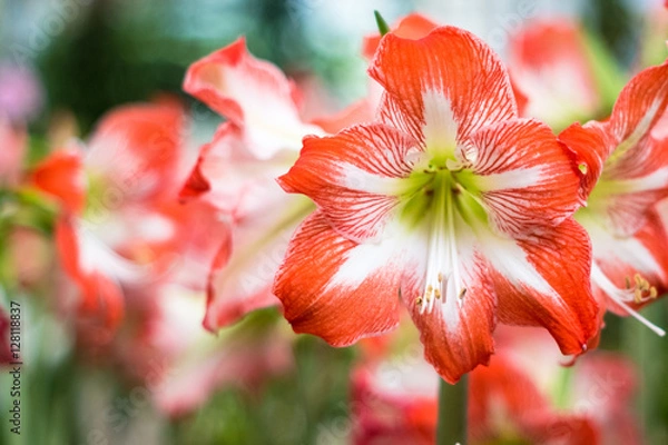 Fototapeta Hippeastrum Amaryllis red flowers