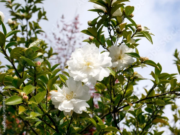 Obraz サザンカ　白