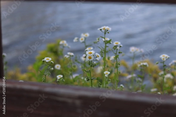 Obraz 강가의 들꽃