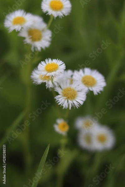 Obraz 길가 위 꽃