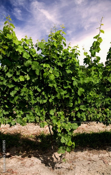 Fototapeta seneca lake vineyard, grapes on the vine