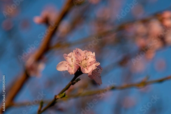 Obraz branch of a tree