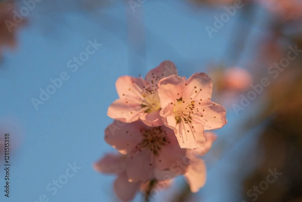 Obraz peach tree blossom