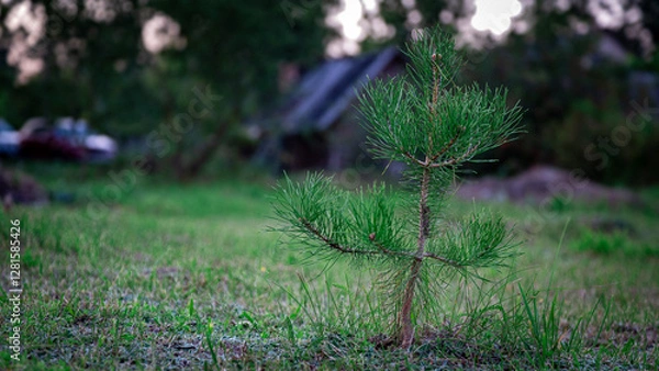 Fototapeta A small pine tree grows in a clearing, rich colors