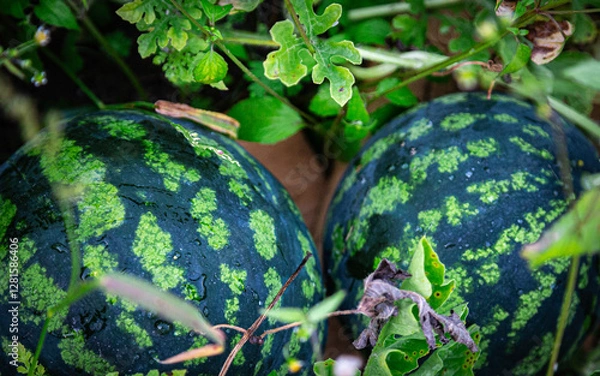 Fototapeta Two small watermelons are lying in the grass