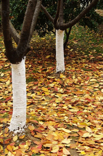 Fototapeta The autumn scenery