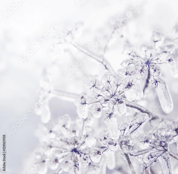 Fototapeta Some frozen beautiful aise-weed plants covered with icicles. Winter background. Free space for text. Selective focus. Shallow depth of field. Toned.