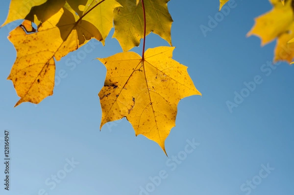 Obraz Yellow leaf