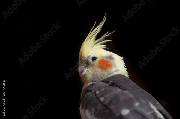 Obraz parrot cocktail