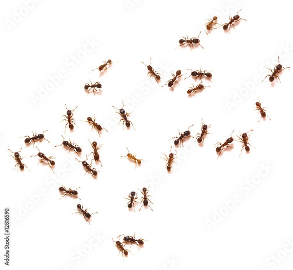 Obraz Mrówki